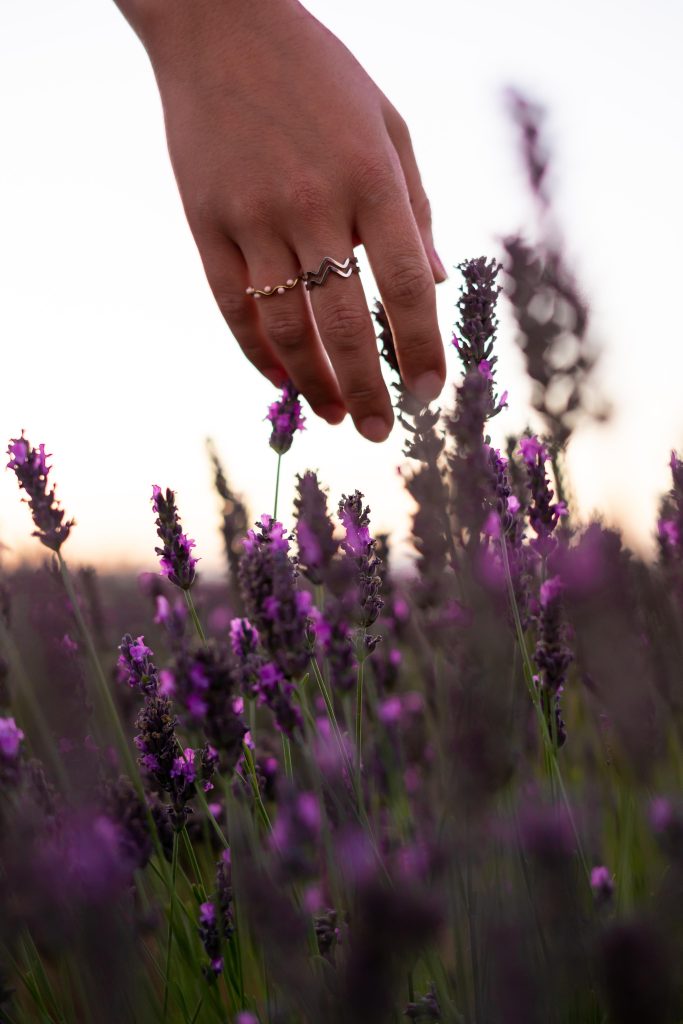 Campo de lavandas, con una mano tocando y rozando la flor de la lavanda con cuidado. La mano de la mujer tiene dos anillos delicados. La imagen transmite ternura y delicadeza